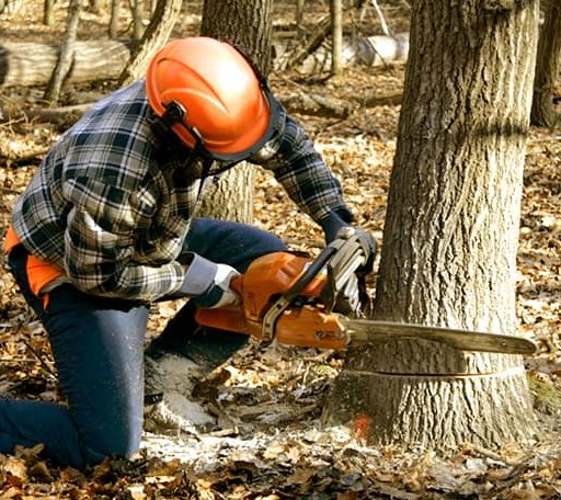 Tree Removal in Grand Junction, MI